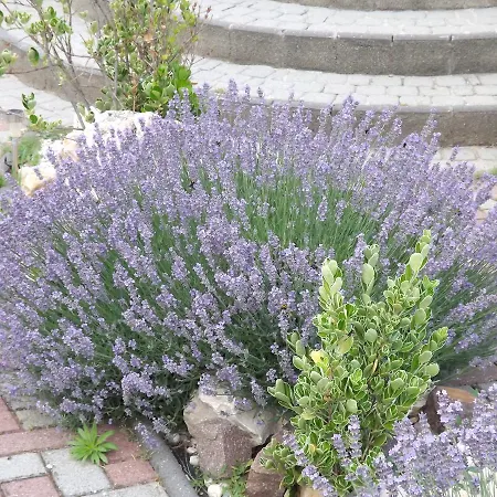 Arielle Gasthof Zalaegerszeg