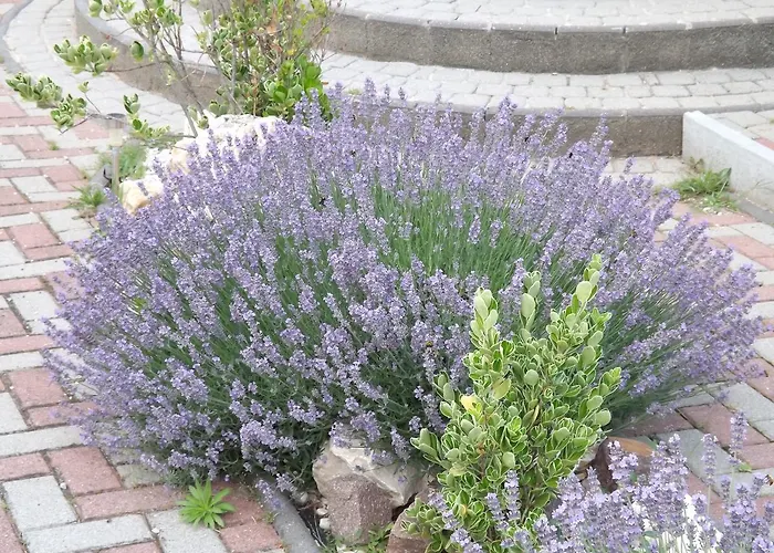 Arielle Panzio Gasthuis Zalaegerszeg